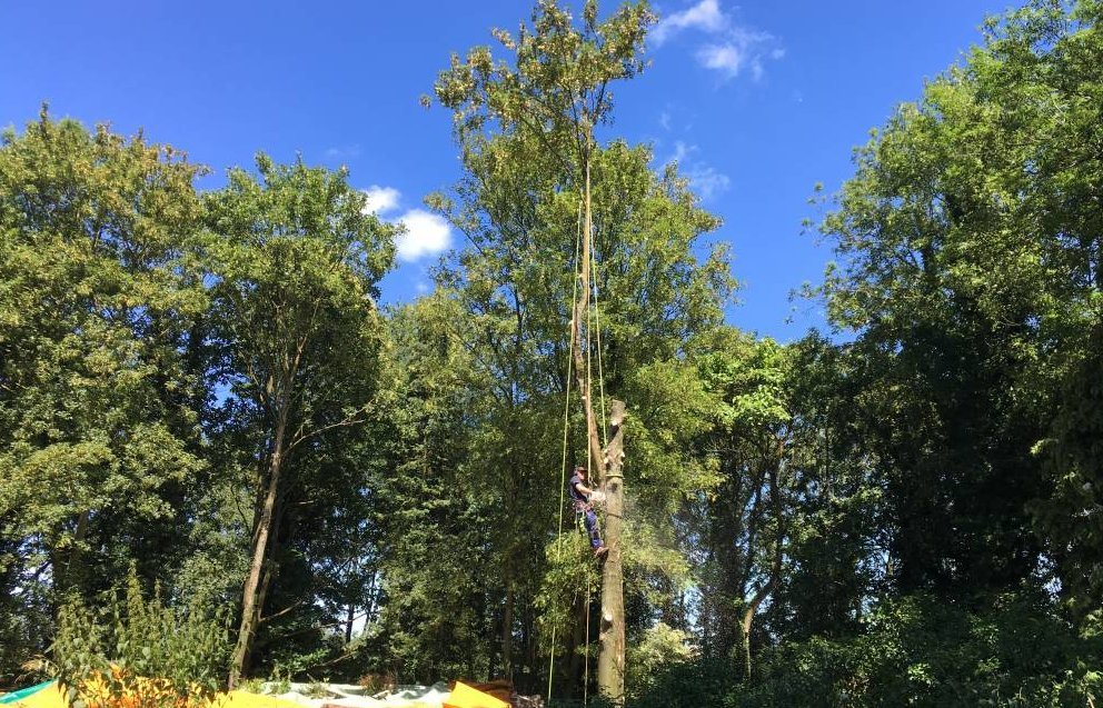Grimpeur en pleine taille au sommet d'un grand arbre