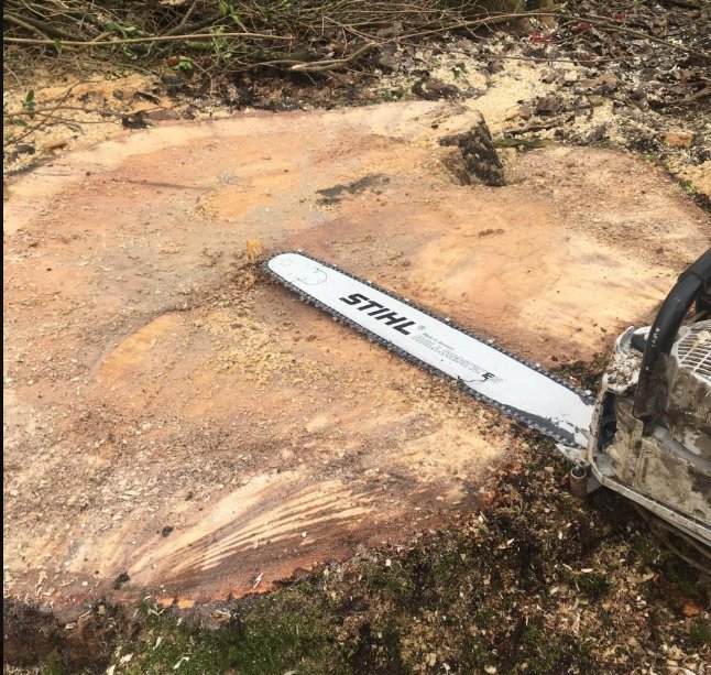 Grosse souche coupée à la tronçonneuse