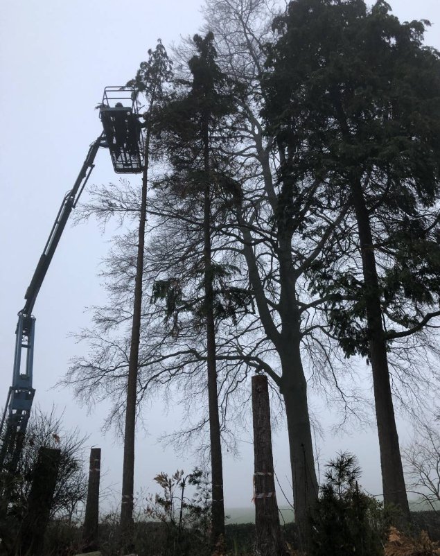 Travaux d'élagage en nacelle sur de grands arbres