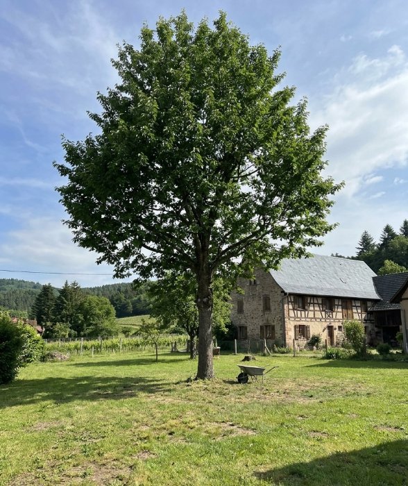Tilleul élagué dans une cour de ferme